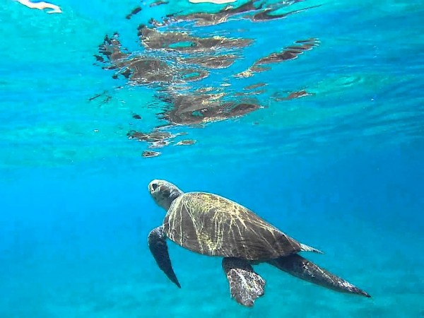 TURTLE ISLAND CRUISE