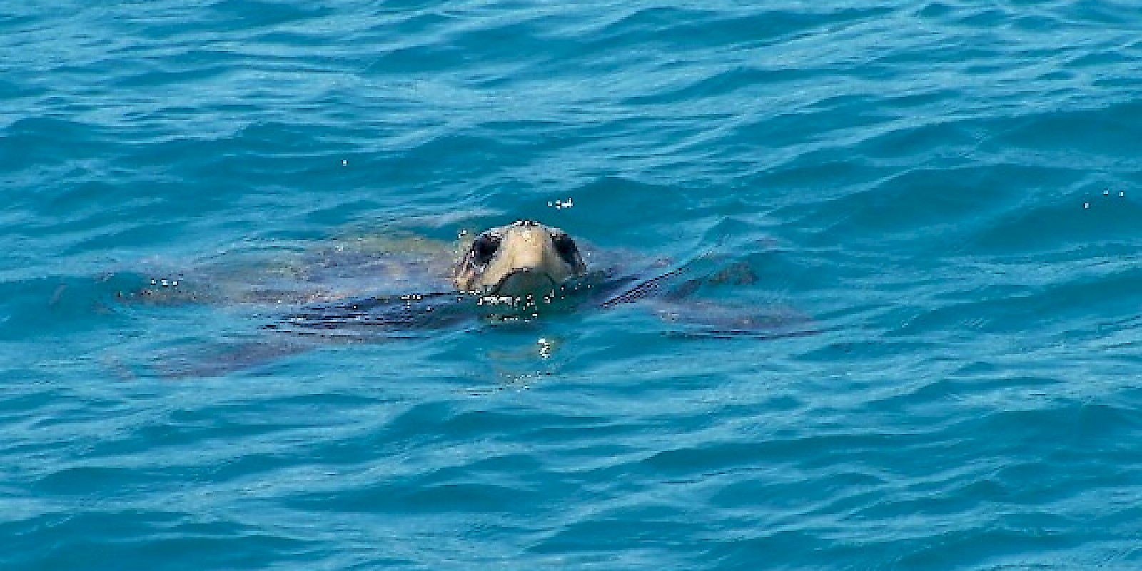 Fidelity Travel Book Now