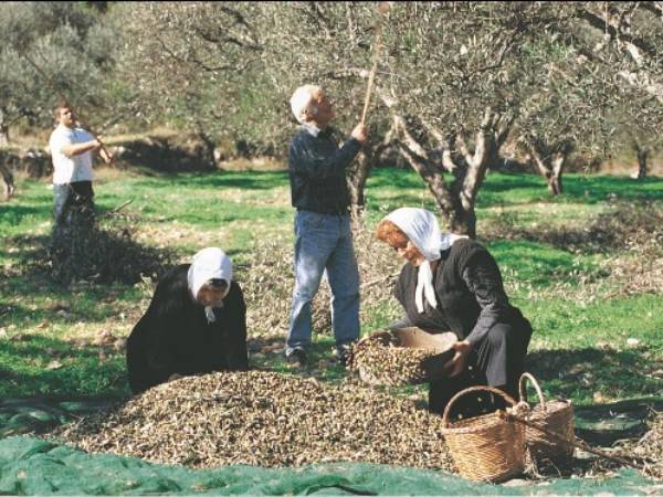 Olive factory, Winery & Bochali