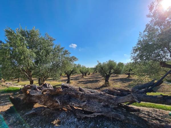 Bochali, Olive factory, Anafonitria, Exo Hora, Kampi & Winery