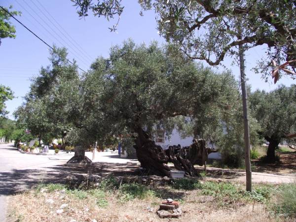 Olive factory, Exo Hora, Anafonitria & Shipwreck viewpoint